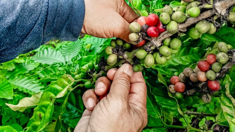 Dataran Tinggi Parepare dan Prosepek Budidaya Kopi