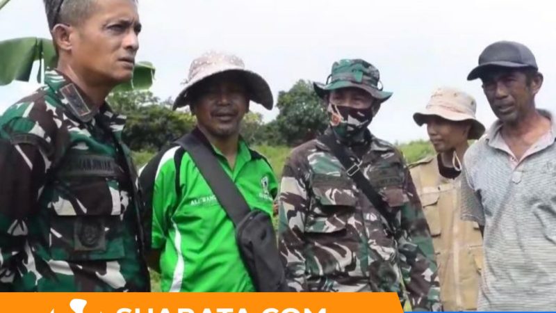 Kodim 1405 Parepare Kawal Panen Hingga Penjualan Gabah Petani ke Bulog