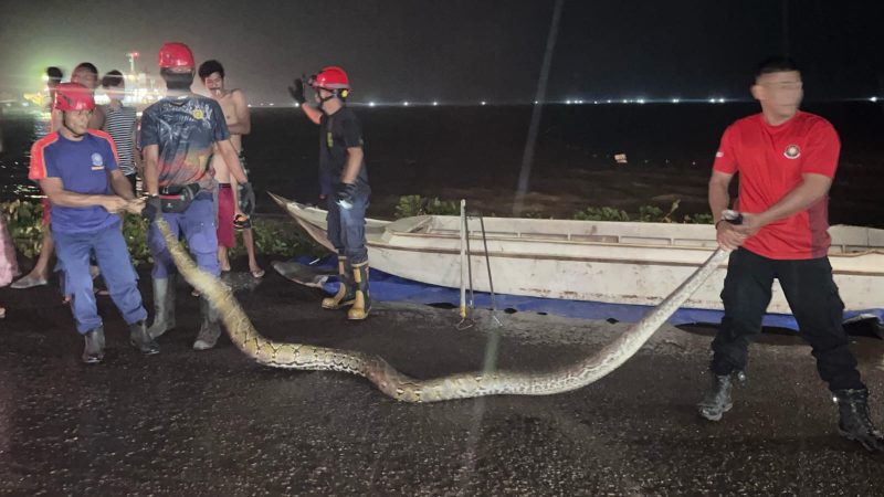 Damkar Parepare Evakuasi Ular Piton Sepanjang Lima Meter di Wattang Soreang