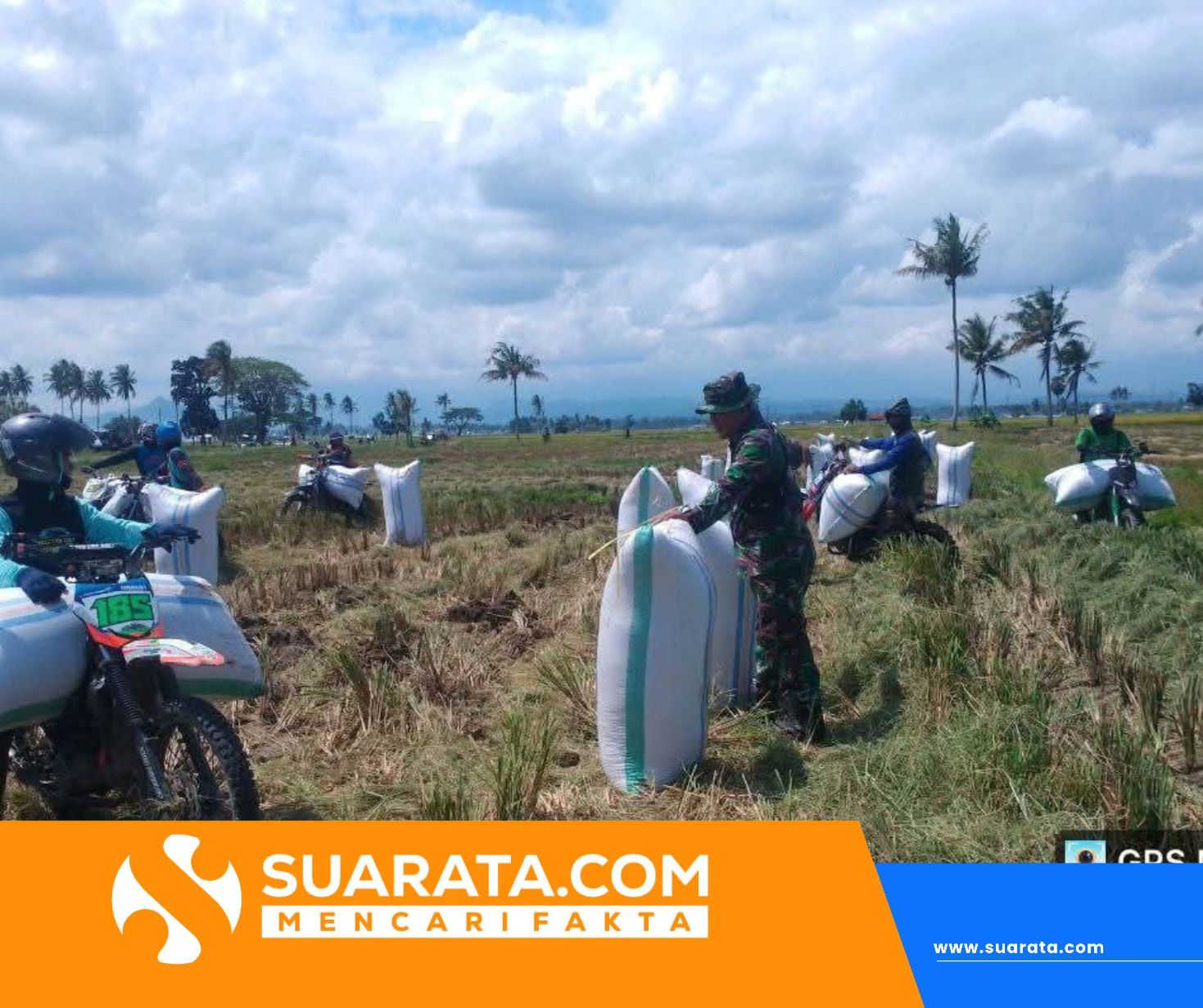 Babinsa Koramil 1420-05 Dua Pitue Ikut Panen Padi Bersama Petani