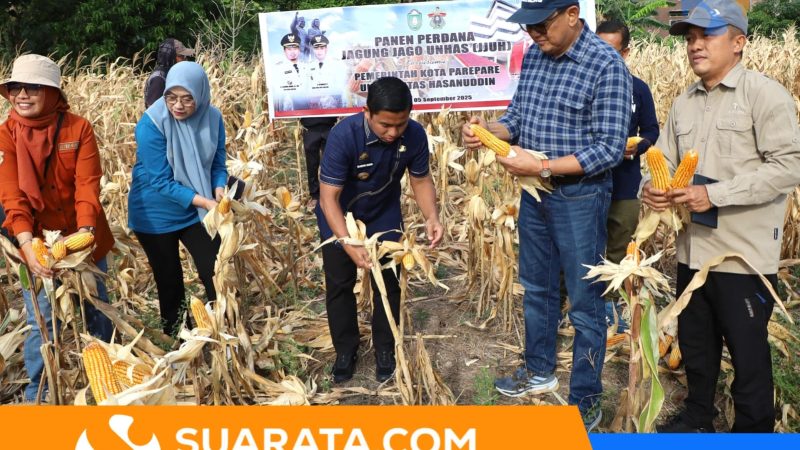 Panen Perdana Jagung Jago Unhas, Parepare Siap Kembangkan Sentra Pembibitan