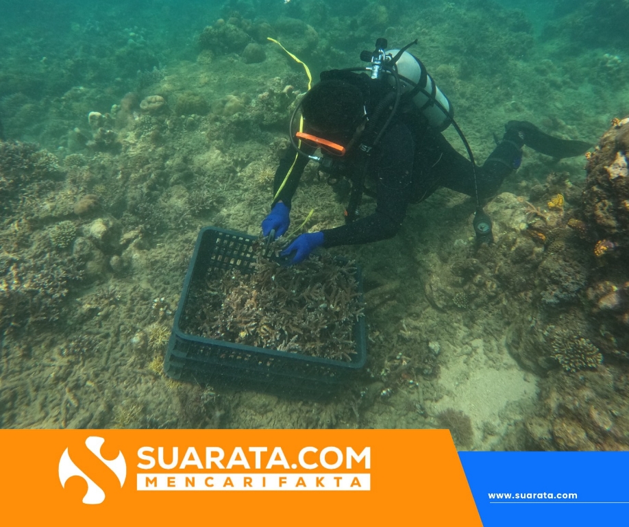 TNI AL Pinrang dan Tim Sulsel Tanam 200 Media Karang Pulihkan Ekosistem Laut Suppa