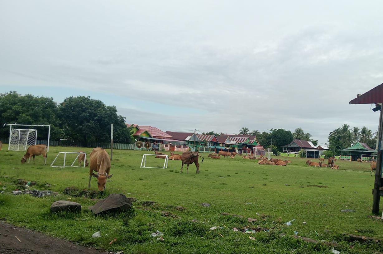 Lapangan Mangkoso Dipenuhi Ternak Sapi, Pengelola SSB Keluhkan Perhatian Disparpora    