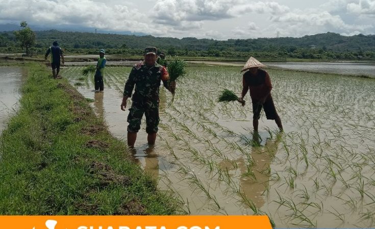 Babinsa 1405-06/Barru Dampingi Petani Laksanakan Tanam Padi Musim Rendengan 2025 di Kelurahan Coppo
