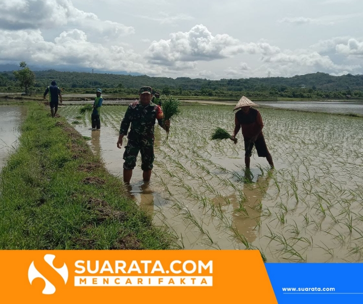 Babinsa 1405-06/Barru Dampingi Petani Laksanakan Tanam Padi Musim Rendengan 2025 di Kelurahan Coppo