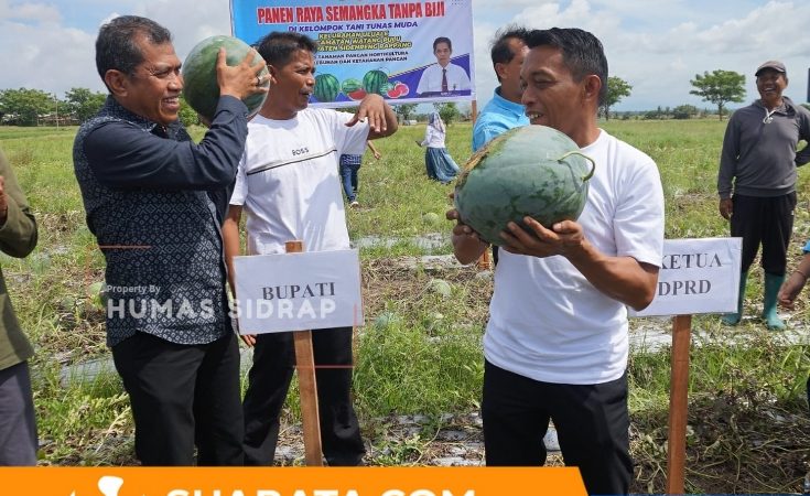 Panen Raya Semangka Tanpa Biji, Sidrap Terus Perkuat Ketahanan Pangan 