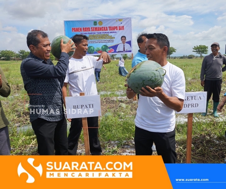 Panen Raya Semangka Tanpa Biji, Sidrap Terus Perkuat Ketahanan Pangan 