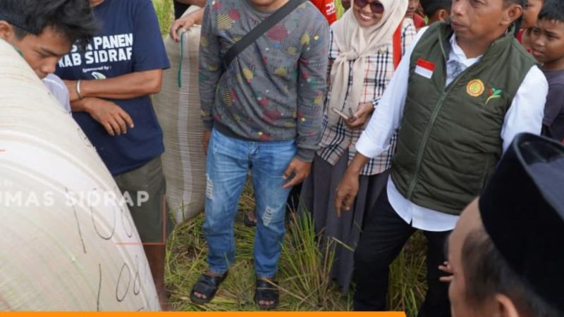 Bupati Sidrap Panen IP 300 di Majjelling, Produktivitas Capai 8 Ton per Hektare