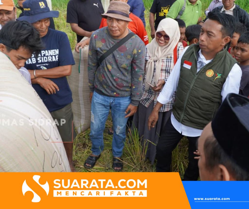 Bupati Sidrap Panen IP 300 di Majjelling, Produktivitas Capai 8 Ton per Hektare