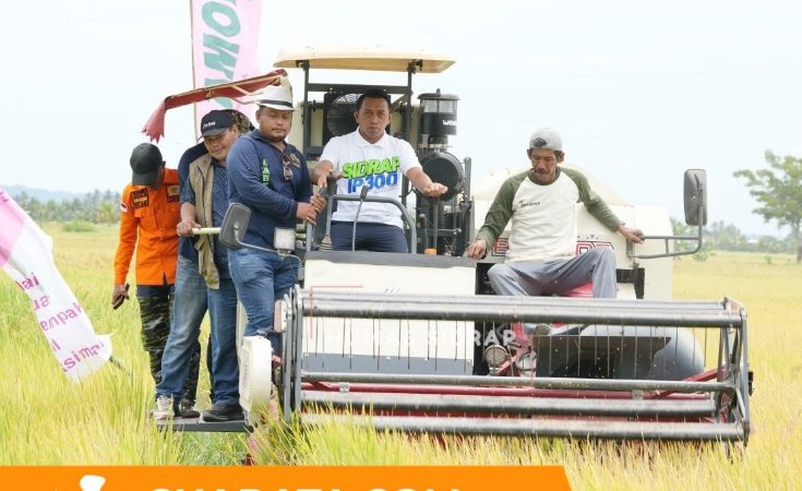 Bupati Sidrap Syaharuddin Alrif Panen Raya di Otting, Produktivitas Tembus 10 Ton per Hektar