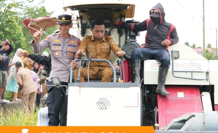 Panen Raya Bila Riase, Bupati Sidrap Operasikan Combine Harvester dan Serukan Petani Go Modern