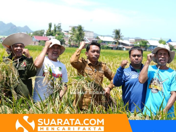 Panen Raya Sidrap Saat Ramadan, Produksi Capai 10 Ton per Hektare
