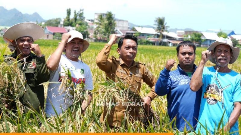 Panen Raya Sidrap Saat Ramadan, Produksi Capai 10 Ton per Hektare