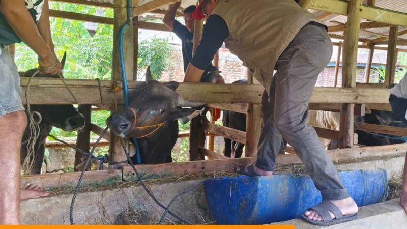 Kejar Herd Immunity Ternak, Tim Medis Veteriner Parepare Sisir Kelurahan Lumpue