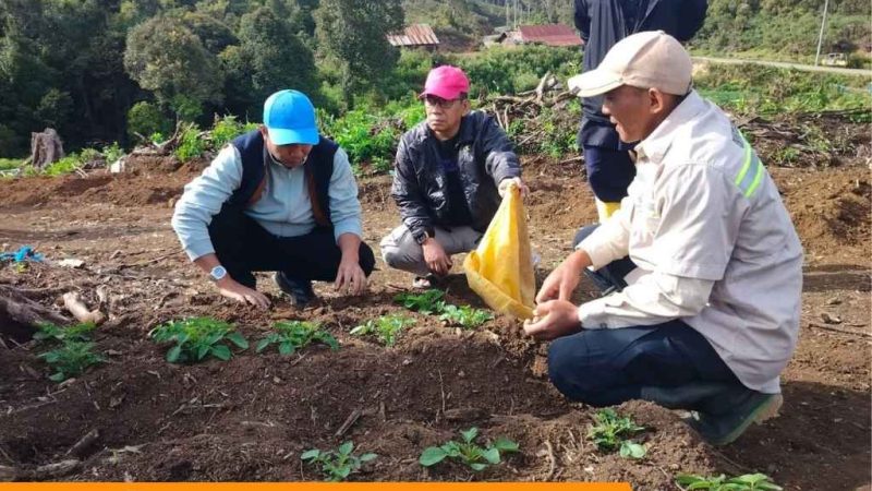 Perkuat Ketahanan Pangan, Bupati Tinjau Pengembangan Bibit Kentang di Dataran Tinggi Mabusa