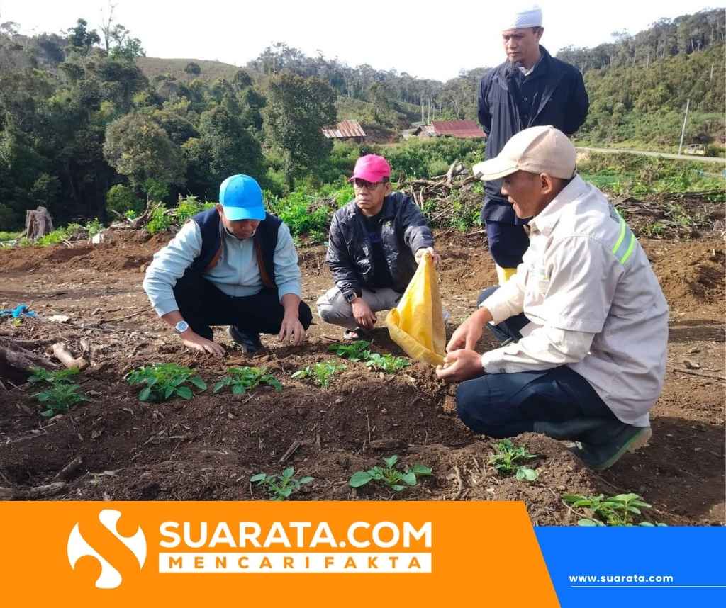 Perkuat Ketahanan Pangan, Bupati Tinjau Pengembangan Bibit Kentang di Dataran Tinggi Mabusa