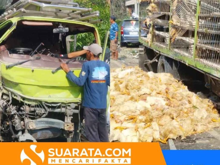 Kecelakaan Tunggal di Majene: Ribuan Ayam Mati Usai Truk Tabrak Tembok Rumah