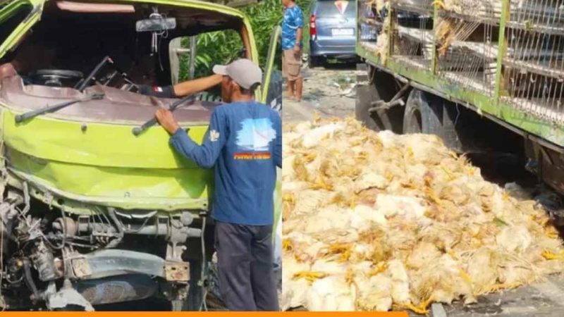 Kecelakaan Tunggal di Majene: Ribuan Ayam Mati Usai Truk Tabrak Tembok Rumah