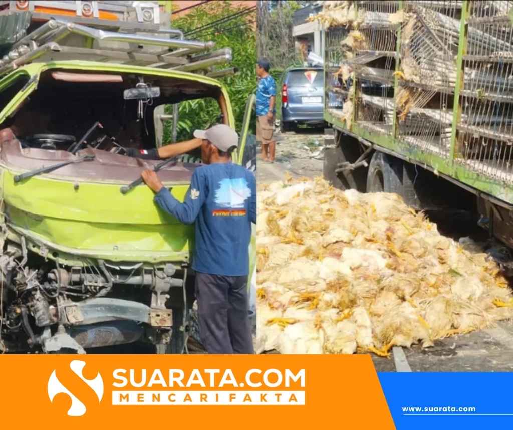 Kecelakaan Tunggal di Majene: Ribuan Ayam Mati Usai Truk Tabrak Tembok Rumah