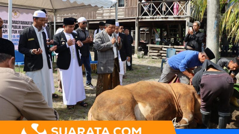 Warga Parepare Dapat Bantuan Sapi Kurban Presiden Prabowo Berbobot 833 Kg, Diserahkan Langsung Wali Kota