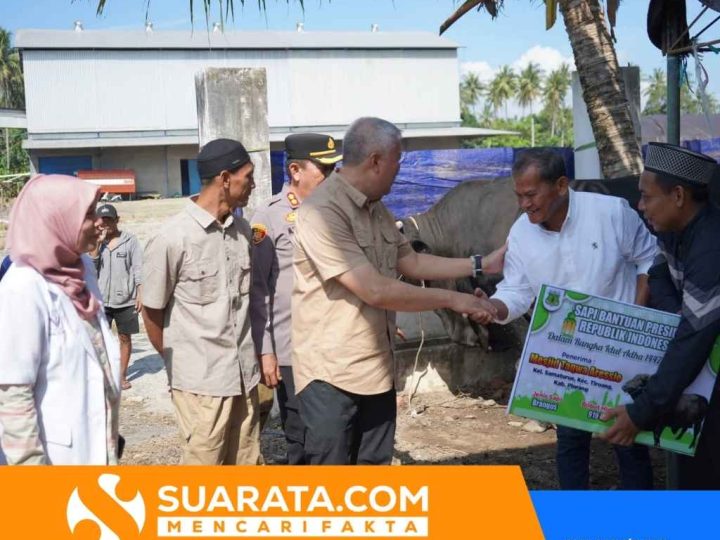 Bupati Pinrang Serahkan Sapi Kurban Presiden Prabowo Seberat 919 Kilogram