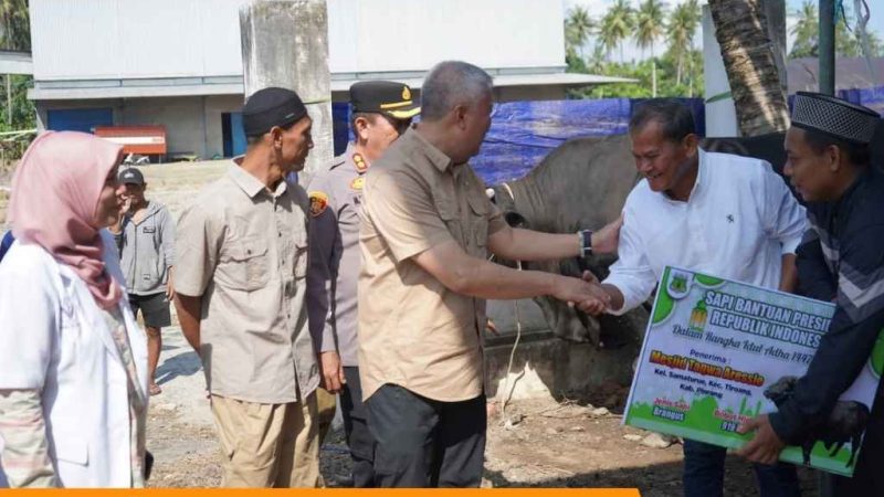 Bupati Pinrang Serahkan Sapi Kurban Presiden Prabowo Seberat 919 Kilogram