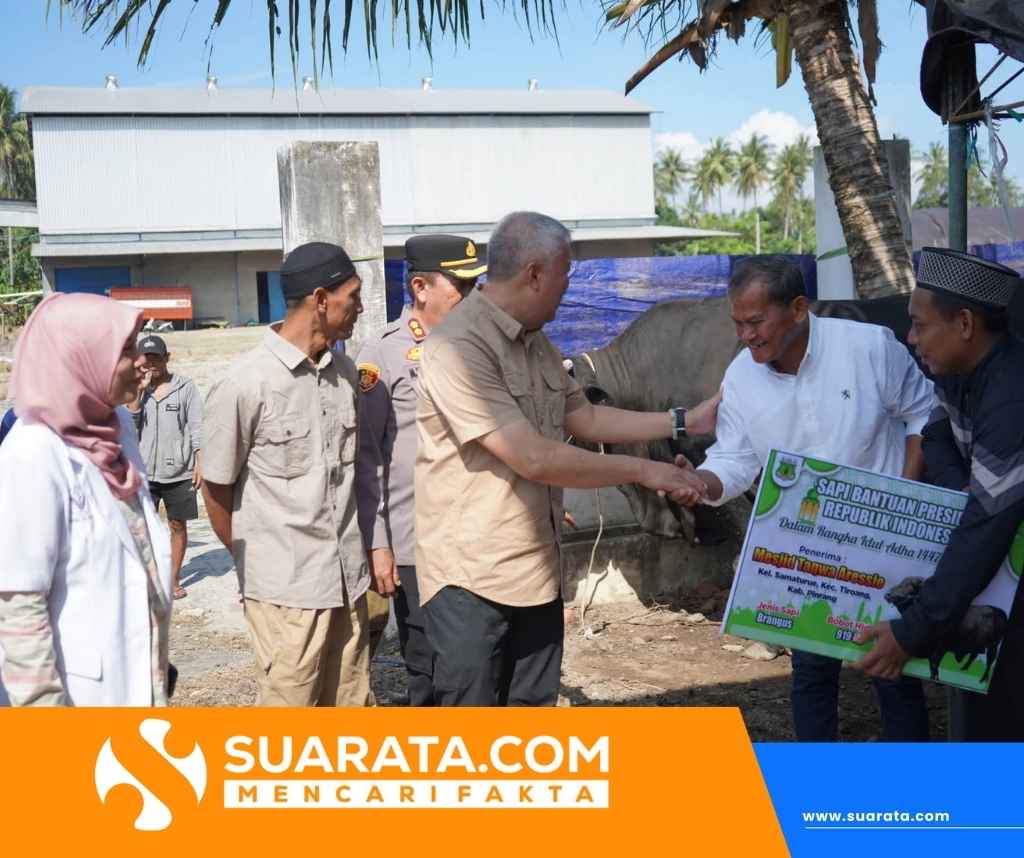Bupati Pinrang Serahkan Sapi Kurban Presiden Prabowo Seberat 919 Kilogram