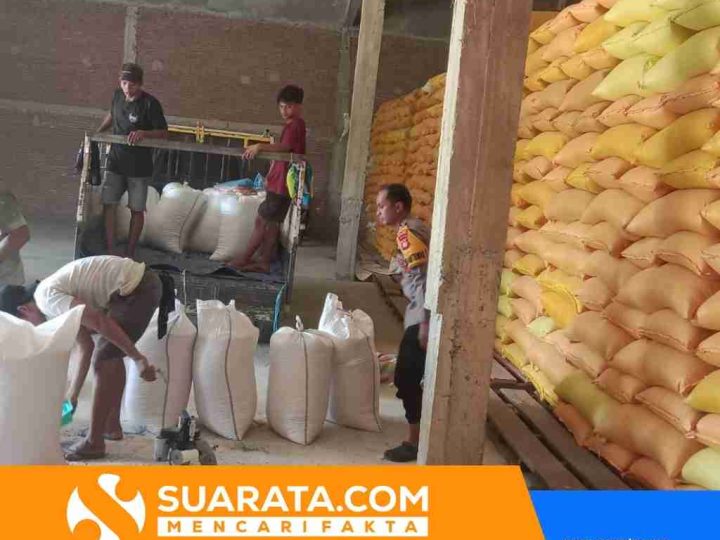 Bulog Serap 1 Ton Jagung Petani Kalumammang Senilai Rp6,4 Juta