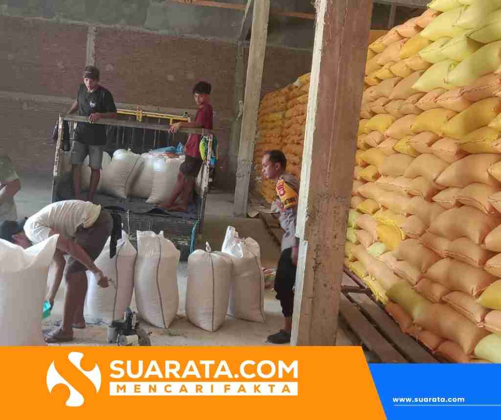 Bulog Serap 1 Ton Jagung Petani Kalumammang Senilai Rp6,4 Juta