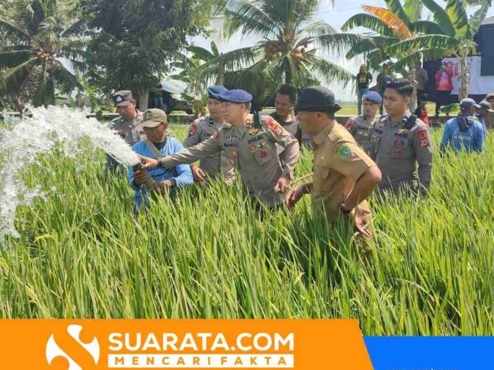 Kekeringan di Sidrap, Brimob Salurkan Air ke Sawah Petani Desa Kanie